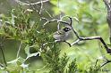 Black-capped Vireo